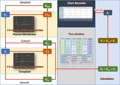 Optimized Protocol for OnGuard2 Software in Studying Guard Cell Membrane Transport and Stomatal Physiology